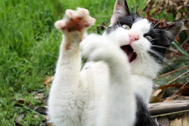 西决假想生死战，国王硬仗破活塞钢铁防线