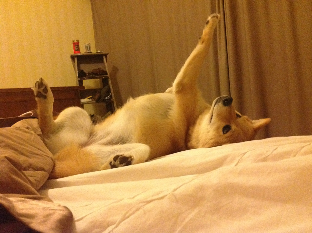 当开拓者精神跨越赛场边界,塔图姆的蜕变启示录