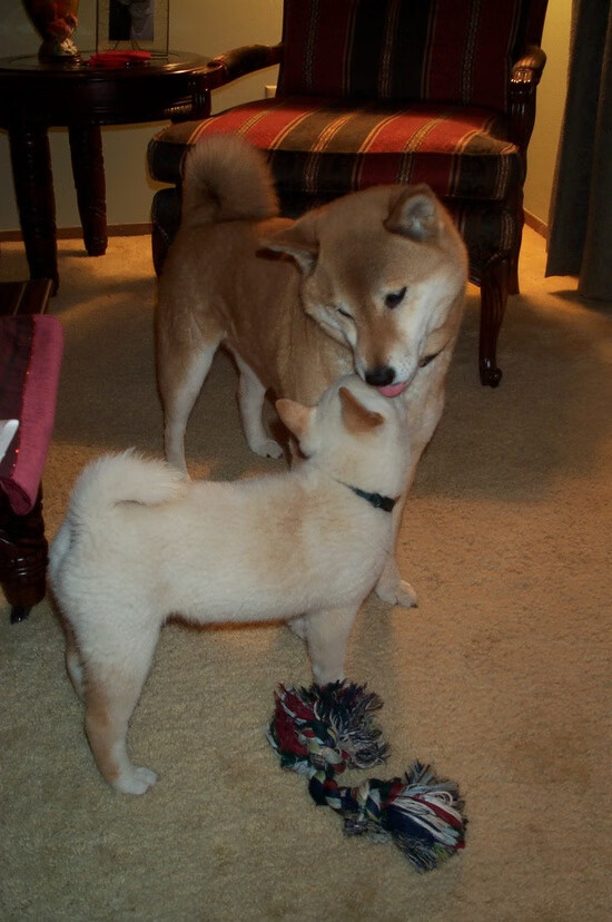 开云体育-豪取六连胜！雄鹿强压爵士，杰伦·格林扣翻盐湖城关键先生