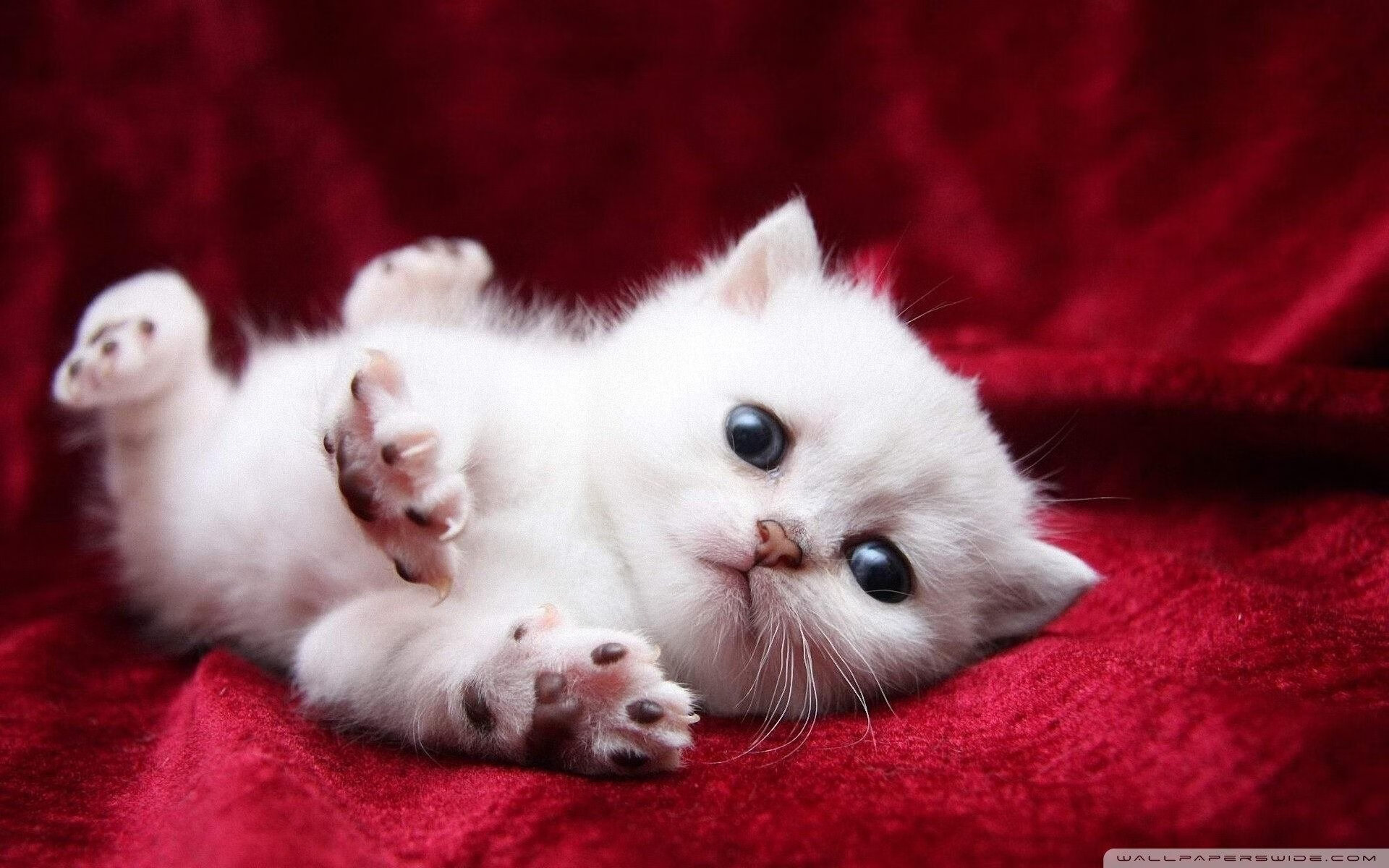 新星破晓时,文班亚马制胜一击引领开拓者力克太阳