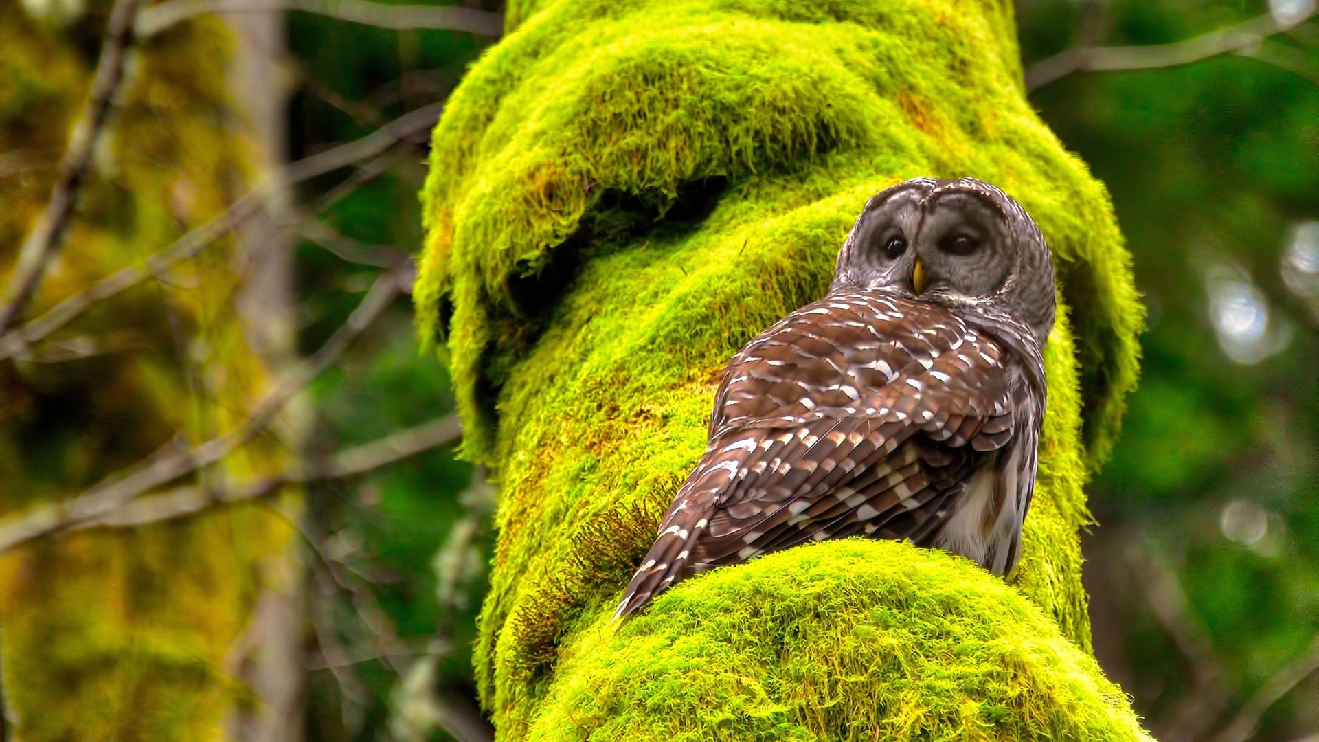 罗德里戈筑起叹息之墙，南非读秒绝杀书写非洲杯奇迹