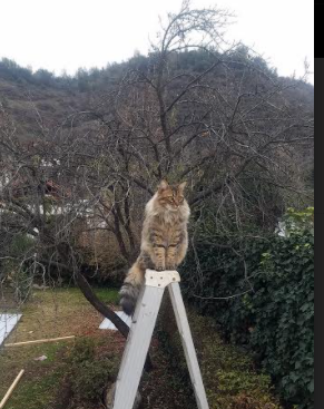 开云官网-恩比德关键先生显神威，快船队轻松打穿吉林队
