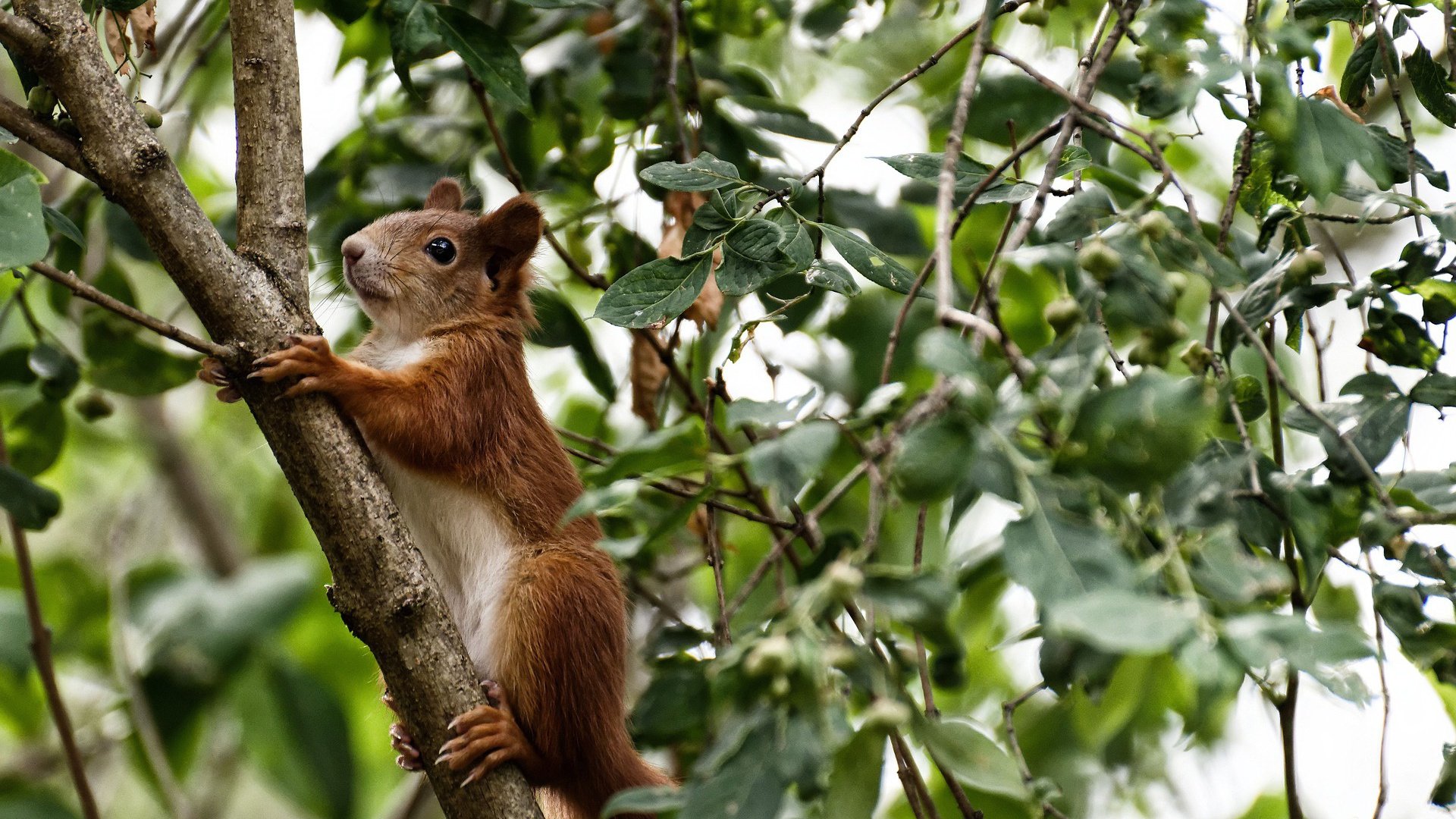 关键先生与团队胜利，从詹姆斯的大心脏到公牛击败黄蜂的团队韧性