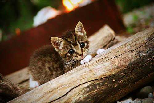 鹰击长空，刃出苍穹，杜兰特以巨星之名定义对决