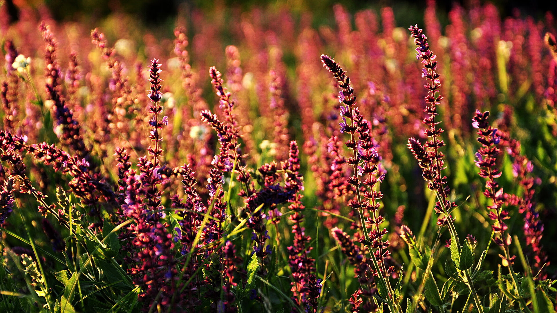 F1新赛季揭幕战焦点战，贝蒂斯稳稳拿下喀麦隆