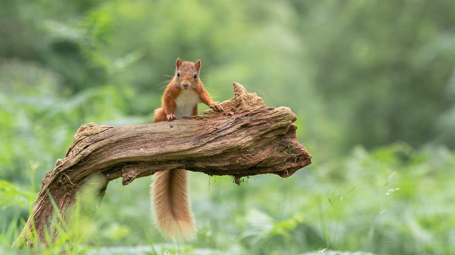 克莱神射撕裂防守，马刺团队风暴席卷上海滩